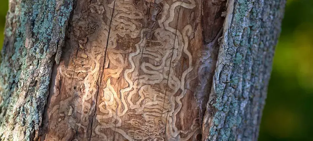 Ash Tree with Emerald Ash Borer Damage on the Bark