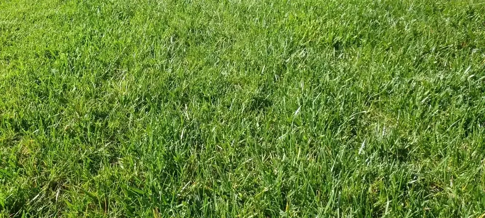 green healthy grass