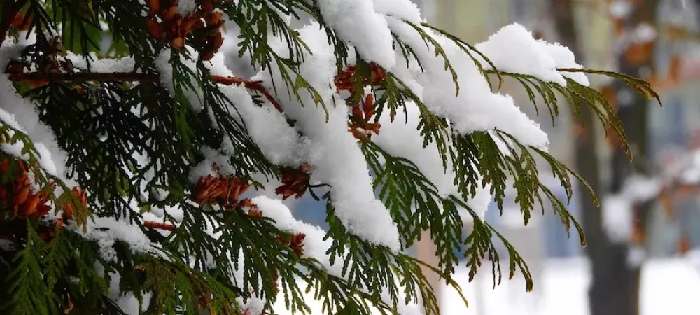 A tree covered in snow during the winter